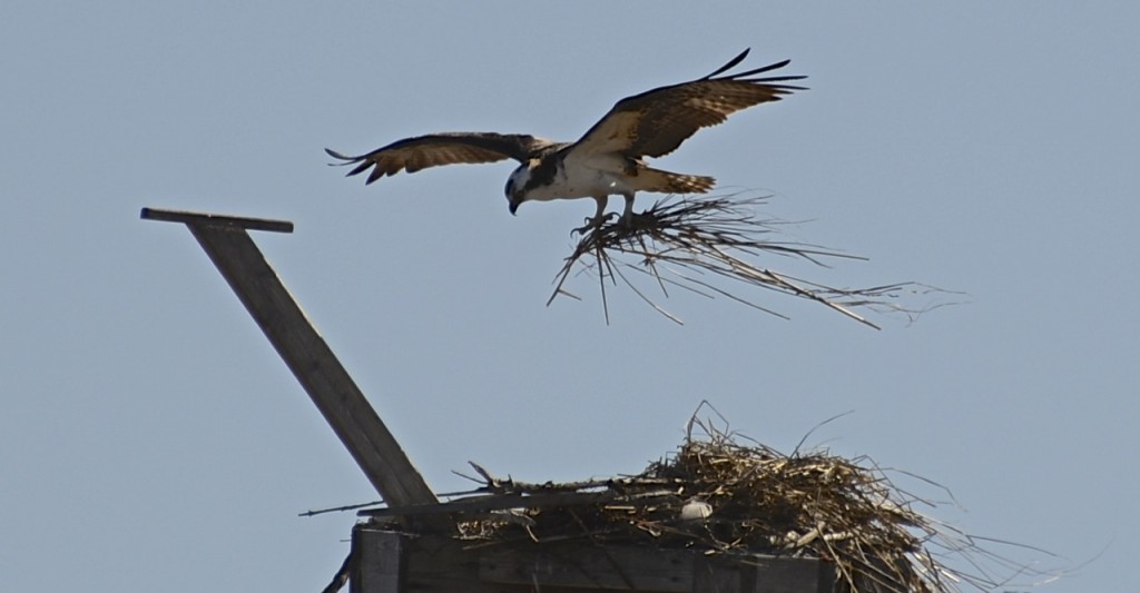 Osprey Alex-2 Osprey building a nest in East Quogue