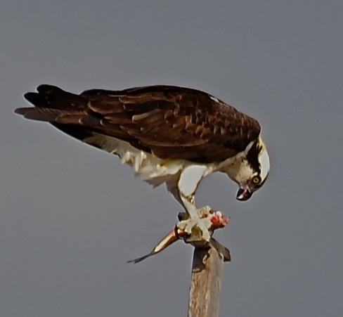 Osprey Alex-5 Osprey eating fish in Quogue.