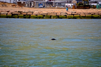 Seals by Alex 3 Seal swimming in Shinnecock Inlet