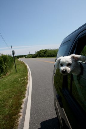 Lucy on the road Lucy on the road